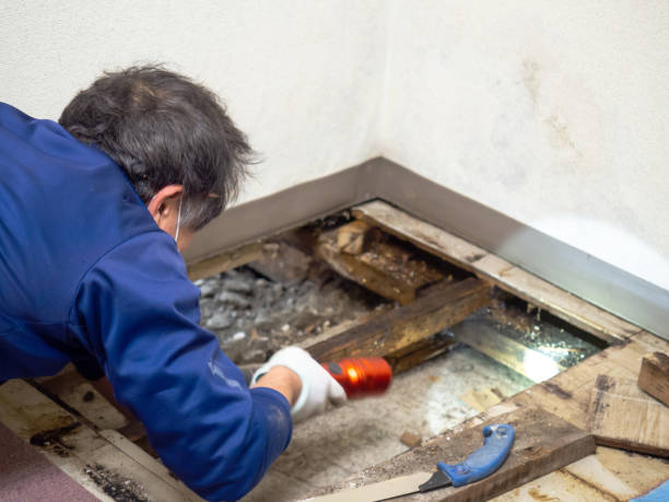 Best Professional Mold Removal  in Augusta, KY