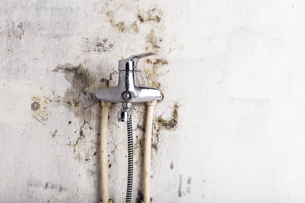 Best Office Mold Removal Services  in Augusta, KY