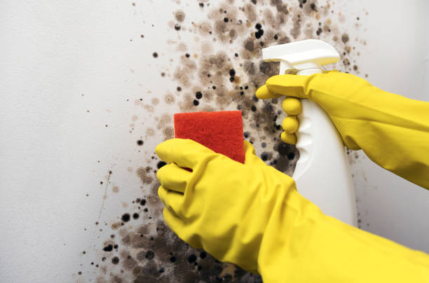 Mold Testing and Removal in Augusta, KY
