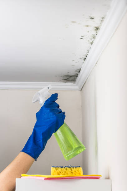 Best Toxic Mold Removal  in Augusta, KY