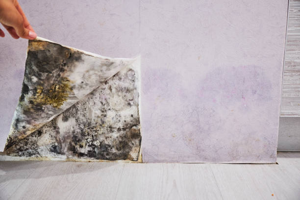 Best Mold Testing  in Augusta, KY